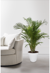 Palmier Aréca dans Urban L (Roulettes)