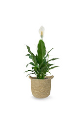 Spathiphyllum dans un pot naturel Nelis