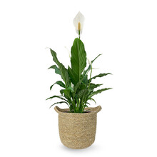 Herbe marine | Spathiphyllum