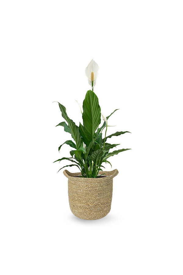 Spathiphyllum dans un pot naturel Nelis