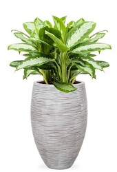 Aglaonema Silver Dans un Vase Élégant