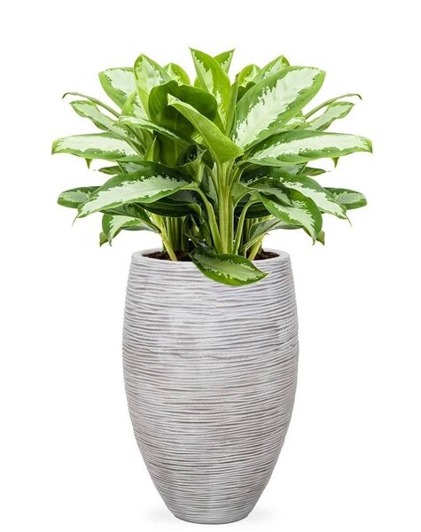 Capi Capi | Aglaonema