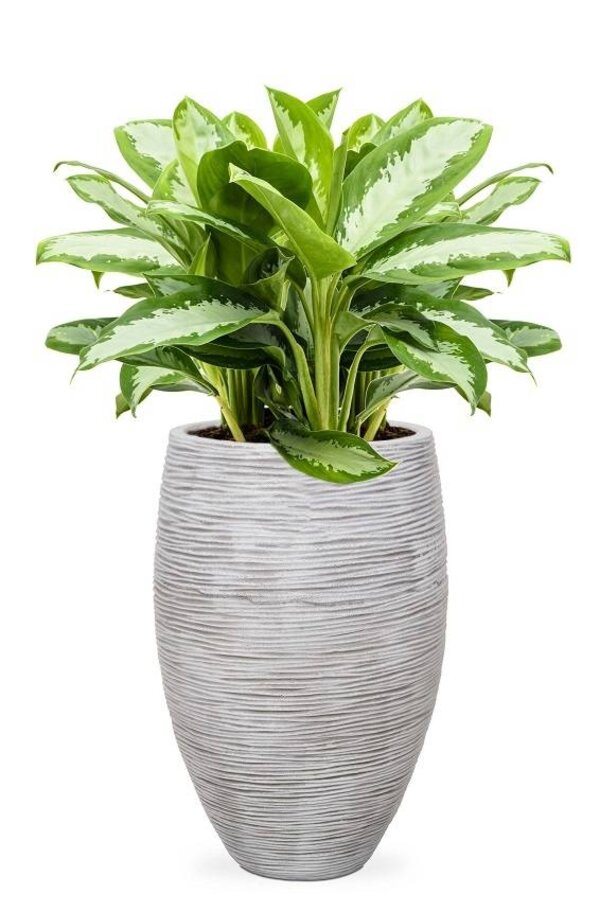 Aglaonema Silver Dans un Vase Élégant