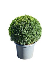 Buxus sempervirens XL