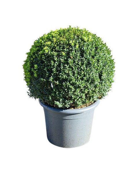 Buxus