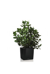 Clusia dans un pot Premium Brick auto-arrosant