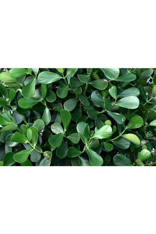 Clusia dans un pot Premium Brick auto-arrosant