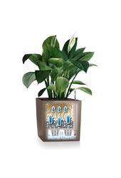 Clusia dans un pot Premium Brick auto-arrosant