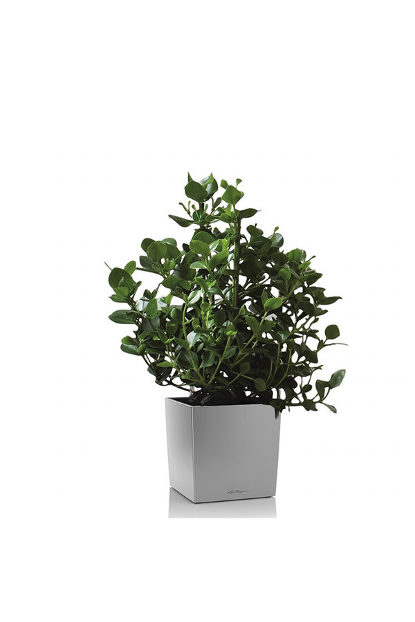 Clusia dans un pot Premium Brick auto-arrosant