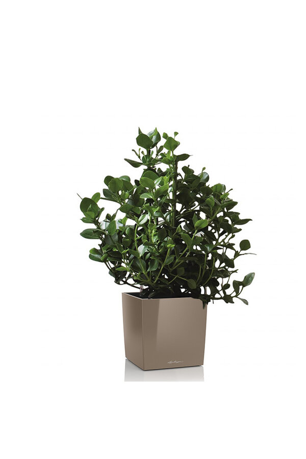 Clusia dans un pot Premium Brick auto-arrosant