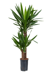 Yucca hydroponique