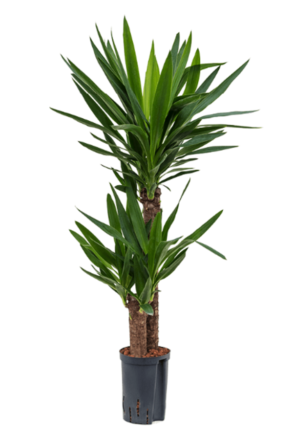 Yucca hydroponique
