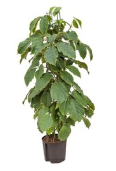 Hydroplant Tetrastigma