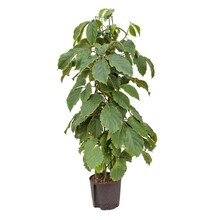 Hydroplant Tetrastigma