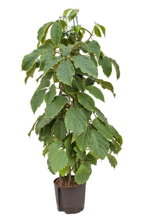 Hydroplant Tetrastigma