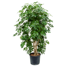 Hydroplant Schefflera Arboricola Compacta