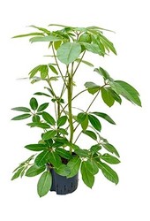 Hydroplant Schefflera amate