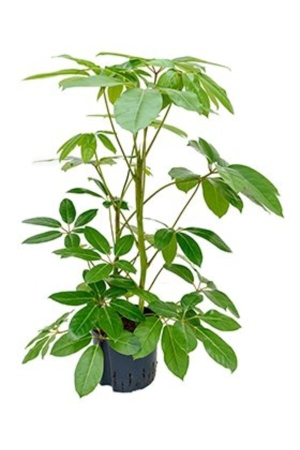 Hydroplant Schefflera amate