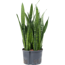 Hydroplant Sansevieria Zeylanica