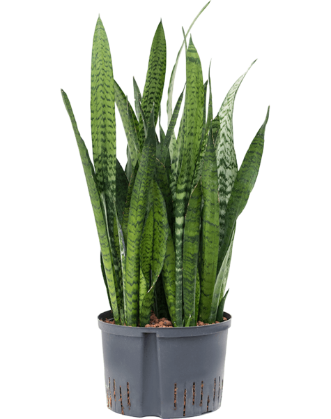 Hydroplant Sansevieria