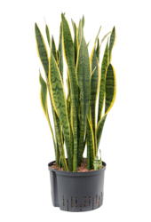 Hydroplant Sansevieria Trifasciata Laurentii