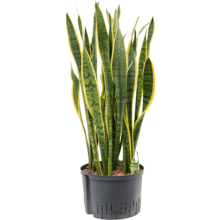 Hydroplant Sansevieria Trifasciata Laurentii