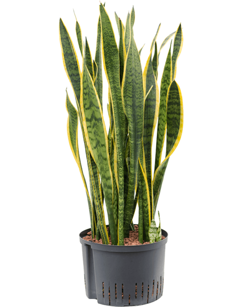 Hydroplant Sansevieria