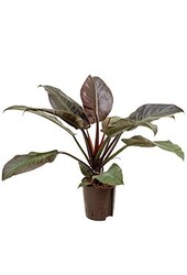 Hydroplante Philodendron imperial red