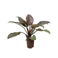 Hydroplant Philodendron imperial red