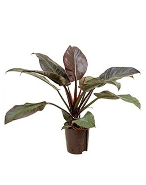 Hydroplante Philodendron