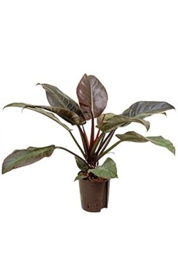 Hydroplante Philodendron imperial red