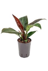 Philodendron hydroponique 'Imperial Red'
