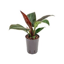 Philodendron hydroponique 'Imperial Red'