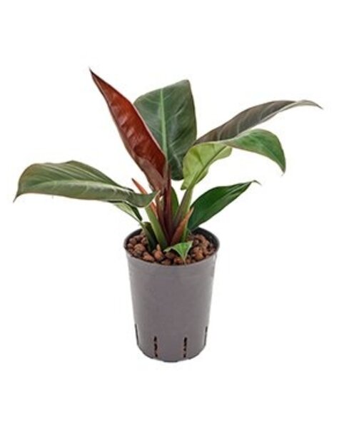 Philodendron hydroponique