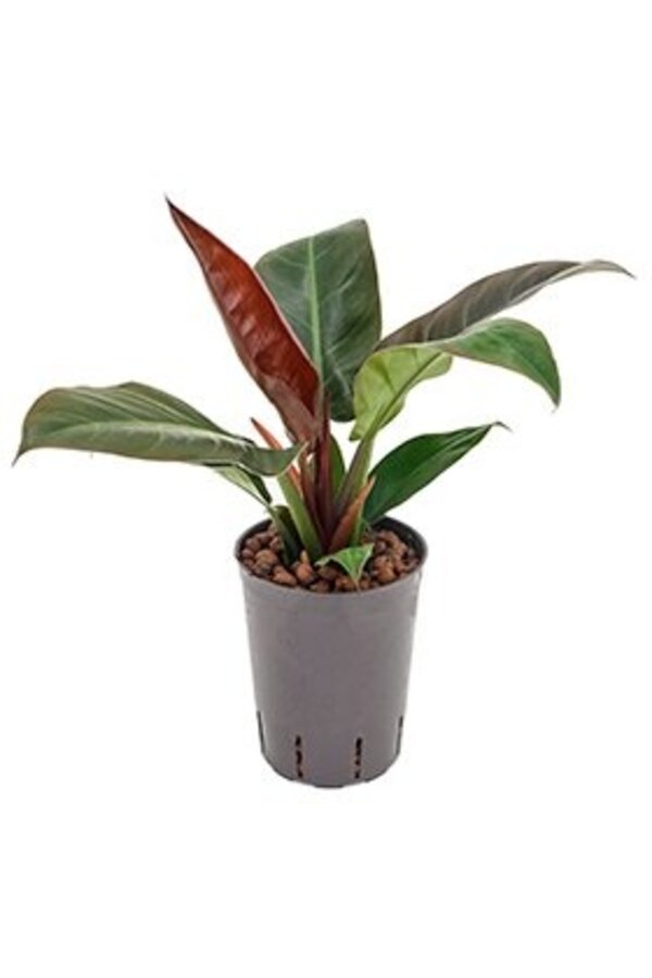 Philodendron hydroponique 'Imperial Red'