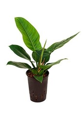 Plante hydroponique Philodendron imperial green