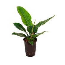 Plante hydroponique Philodendron imperial green