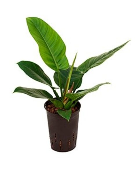 Plante hydroponique Philodendron