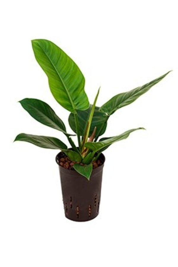 Plante hydroponique Philodendron imperial green