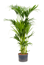 Plante hydroponique Kentia (howea) forsteriana