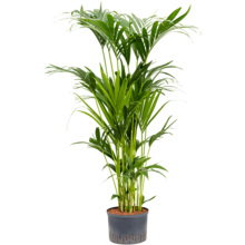Plante hydroponique Kentia (howea) forsteriana