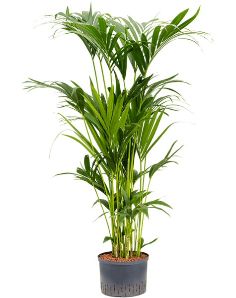 Hydroplant Howea Forsteriana