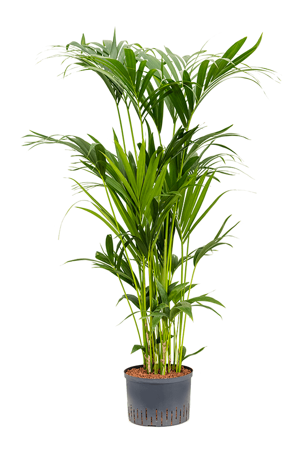 Plante hydroponique Kentia (howea) forsteriana