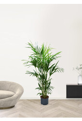Plante hydroponique Kentia (howea) forsteriana