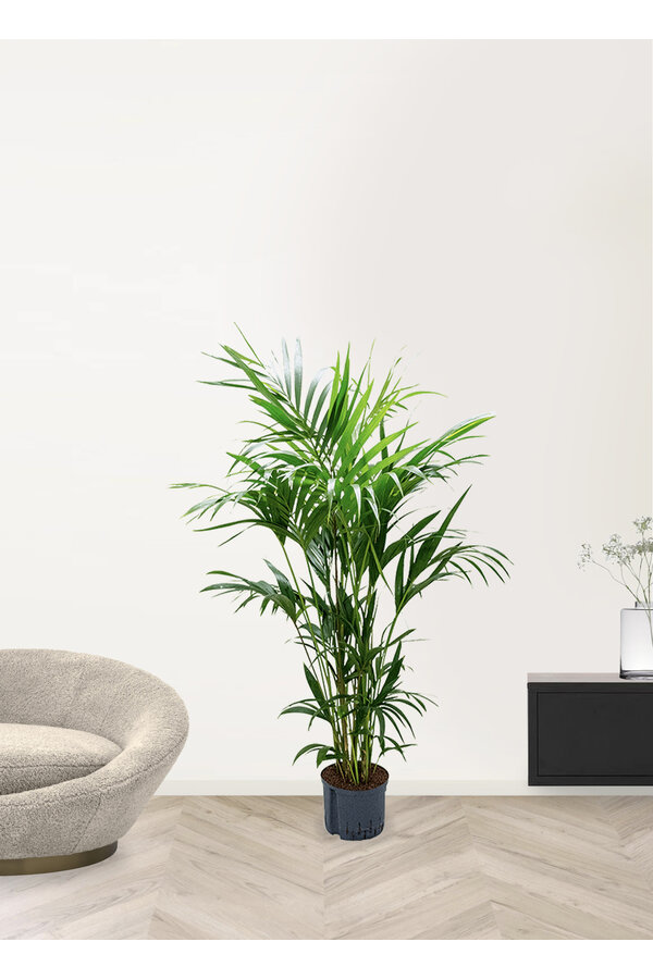 Plante hydroponique Kentia (howea) forsteriana