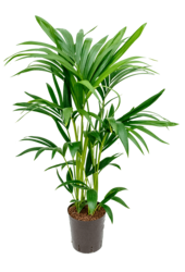 Hydroplant Kentia (Howea) Forsteriana