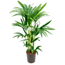 Hydroplant Kentia (Howea) Forsteriana