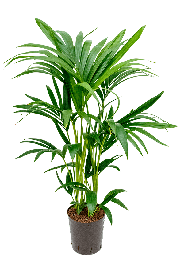 Hydroplant Kentia (Howea) Forsteriana