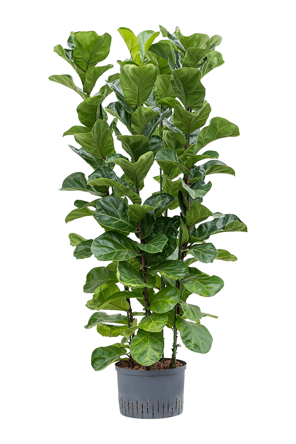 Plante hydroponique Ficus lyrata bambino L