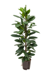 Hydroplante Ficus Cyathistipula